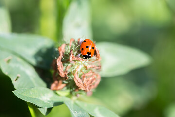 Close-up of ladybug (ladybird) on petal