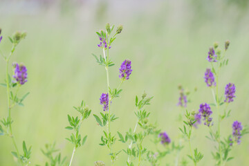 Backgrounds: Purple flowers of alfalfa (lucerne, medicago sativa), close-up