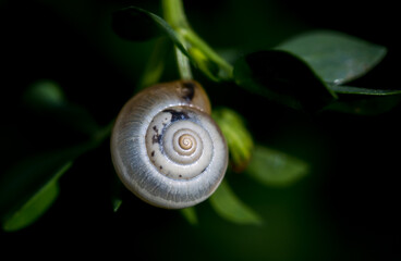 Backgrounds: close-up of beautiful tiny snail on plant with black background