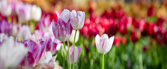 Pinkish white purple petals of large tulips catching sunlight. Out of focus background panorama banner of natural beauty in soft tones