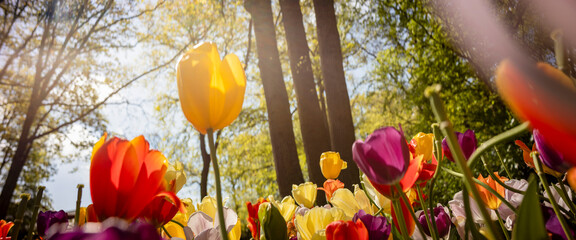 Lovely forest enlightened by sunlight in largest flower garden of the world Keukenhof with vibrant...