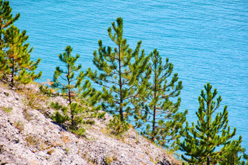 Small pine trees on the shore of the lake of Serre-Ponçon in the French Alps, a dammed artificial reservoir gathering the water of the Durance river