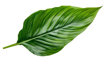 Fototapeta premium Vibrant Canna Leaf: Perfect for Botanical and Tropical Designs