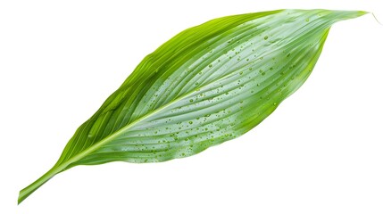 Obraz premium Ginger Leaf: A Symbol of Freshness and Tropical Vitality on White