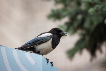  An adult magpie sits perpendicular to the camera lens on a cloudy summer day.