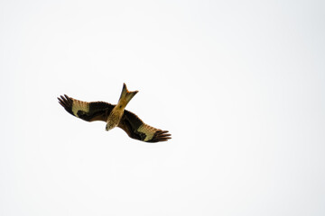 a wild red kite (Milvus milvus) in flight
