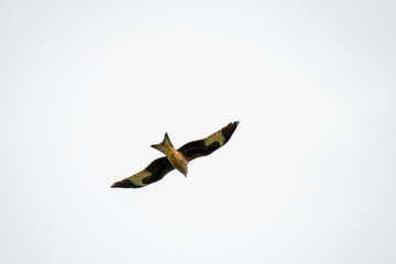 a wild red kite (Milvus milvus) in flight