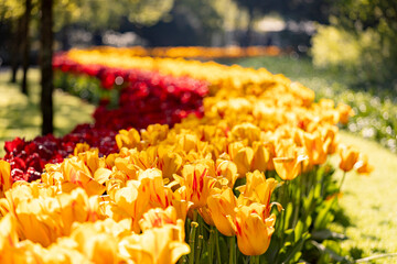 Lovely forest enlightened by sunlight in largest flower garden of the world Keukenhof with vibrant tulip flowers in yellow and pink