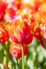 Lovely forest enlightened by sunlight in largest flower garden of the world Keukenhof with vibrant...