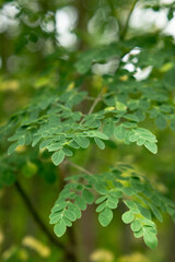 Obraz premium Moringa Leaves. Natural green background