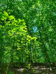 forest in the morning