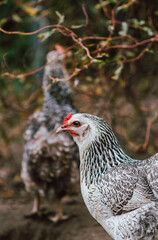 Grünleger Henne im Garten - Hühner halten im Garten