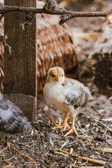 Hühnerküken im Auflauf - Hühner halten im Garten
