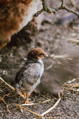 Hühnerküken im Staubbad - Hühner halten im Garten