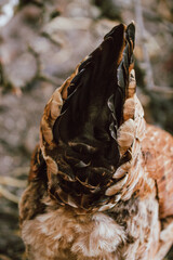 Hühnerhintern - flauschiger Hühnerpopo (Federkleid)