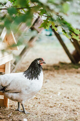 Lakenfelder Henne im Garten - Hühner im Garten