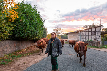 Farmer guiding cattle on rural road at sunset