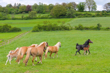 Fototapeta premium a herd of beautiful Haflinger horses, mares with their cute faols