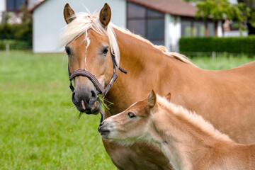 Fototapeta premium a pretty young Haflinger foal with its mother 