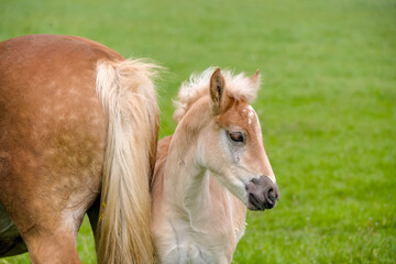 beautiful portrait of a pretty young Haflinger foal