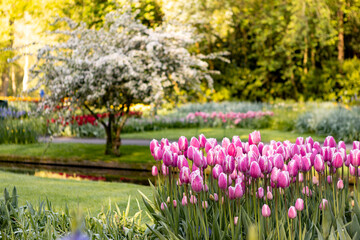 Colourful pink magenta white purple petals with out of focus field of the same large tulips catching sunlight behind. Natural beauty in soft tones part of Dutch garden Keukenhof