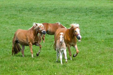 a herd of beautiful Haflinger horses, mares with their cute faols