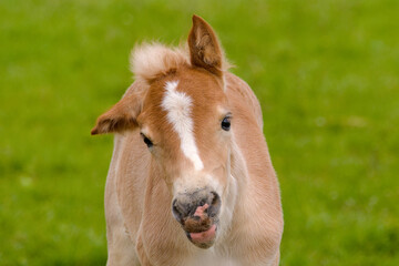 Fototapeta premium beautiful portrait of a pretty young Haflinger foal