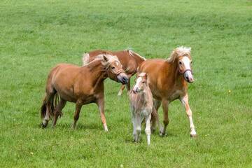 Obraz premium a herd of beautiful Haflinger horses, mares with their cute faols
