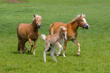 Fototapeta premium a herd of beautiful Haflinger horses, mares with their cute faols