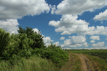 A dirt road through a forest