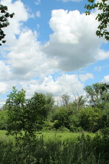 Obraz premium A group of trees and grass