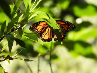 Monarch butterfly pollinating flowers