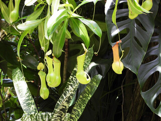 A beautiful Nepenthes alata tropical pitcher flowering plant in the Botanical garden