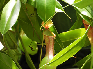 A beautiful Nepenthes alata tropical pitcher flowering plant in the Botanical garden