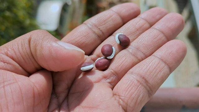 Closeup of male hand checking the quality of raw whole dried brown Hyacinth beans