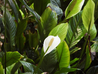 A tropical Spathiphyllum flowering plant with white flowers