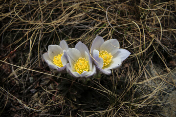 Flores silvestres en el Pirineo