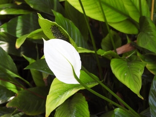 A tropical Spathiphyllum flowering plant with white flowers