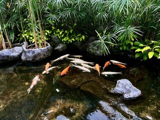 Orange and white colored koi fishes gather together and rest during the day time isolated on...