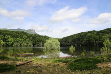 Un árbol crece en el medio de un lago