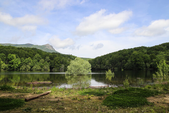 Un &aacute;rbol crece en el medio de un lago