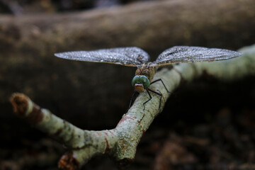 Una libélula posada en una rama
