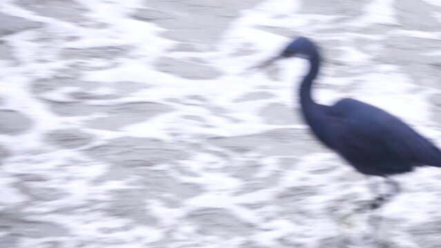 Bandar Abbas, Iran, January. The western reef heron (Egretta gularis) on coast of Strait of Hormuz