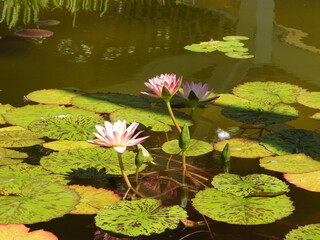 A pink Lotus water lily flower at the pond.