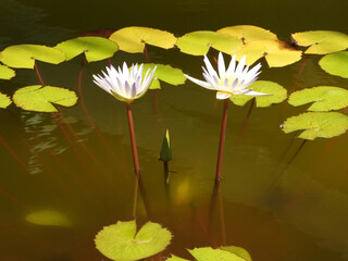 White Egyptian lotus water flower, Tiger lotus, water lily on the pond