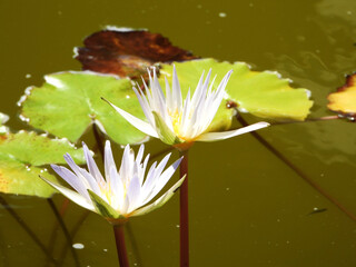 White Egyptian lotus water flower, Tiger lotus, water lily on the pond
