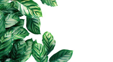 A leafy green plant with a transparent PNG background