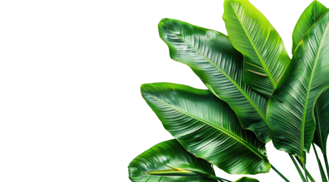 A leafy green plant with a transparent PNG background. The leaves are large and green, and the plant is in full bloom - Powered by Adobe