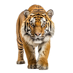 Fototapeta premium Prächtiger Tiger, freigestellt vor transparentem Hintergrund, Generative AI