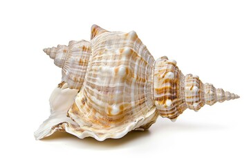 Fototapeta premium Single seashell with intricate patterns isolated on white background